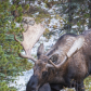 Moose rumble