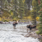 Moose rut family