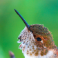 Hummingbird close up 