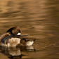Lesser Scaup reflection