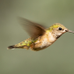 Hummingbird hover