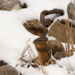 Chipmunk eating