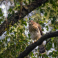 Cooper's hawk portrait