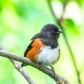 SPOTTED TOWHEE