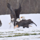 Fight over chicken