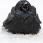 Winter Raven