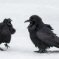 Winter Ravens