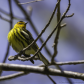 Cape May Warbler