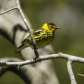 Cape May Warbler