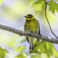 Cape May Warbler