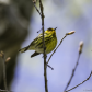 Cape May Warbler