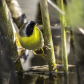 Common Yellowthroat (cropped)