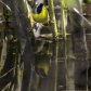 Common Yellowthroat