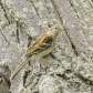 Field Sparrow