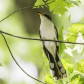 Yellow-Billed Cuckoo