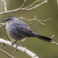 Grey Catbird