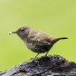 House Wren