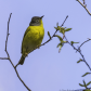 Nashville Warbler