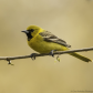 Orchard Oriole (First Year Male)