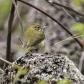 Ovenbird