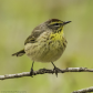 Palm Warbler