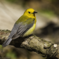 Prothonatory Warbler (with tick)