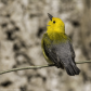 Prothonatory Warbler