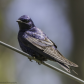 Purple Martin