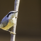 Red-Breasted Nuthatch