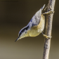 Red-Breasted Nuthatch