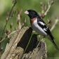 Rose-Breasted Grosbeak (Male)