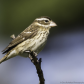 Rose-Breasted Grosbeak (Female)