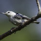 White-Breasted Nuthatch