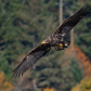 Soar