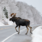 Moose Crossing