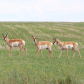 Pronghorn pose