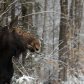 Woodland Moose