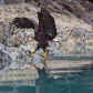 Bald Eagle walking with Herring