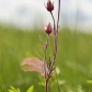 Whimsical Wildflowers