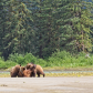 Mama Grizzly feeding her triplets