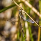 Damselfly 