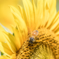 Mellow Yellow - Honey Bee