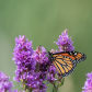 Monarch Butterfly