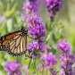 Monarch Butterfly