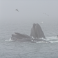 Humpback whales bubblenetting