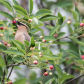 Cedar Waxwing Eating Service Berries