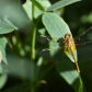 Garden Visitor