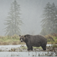 Mama Grizzly scavenging for salmon in estuary