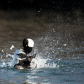 Splish Splash - Hooded Merganser