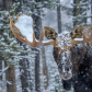 Moose in a Blizzard